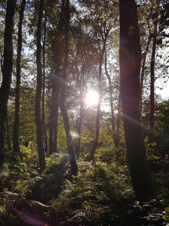 Sonnenstrahl Im Kuestenwald Gelbensande Dış mekan fotoğraf